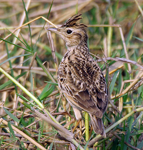 Oriental skylark